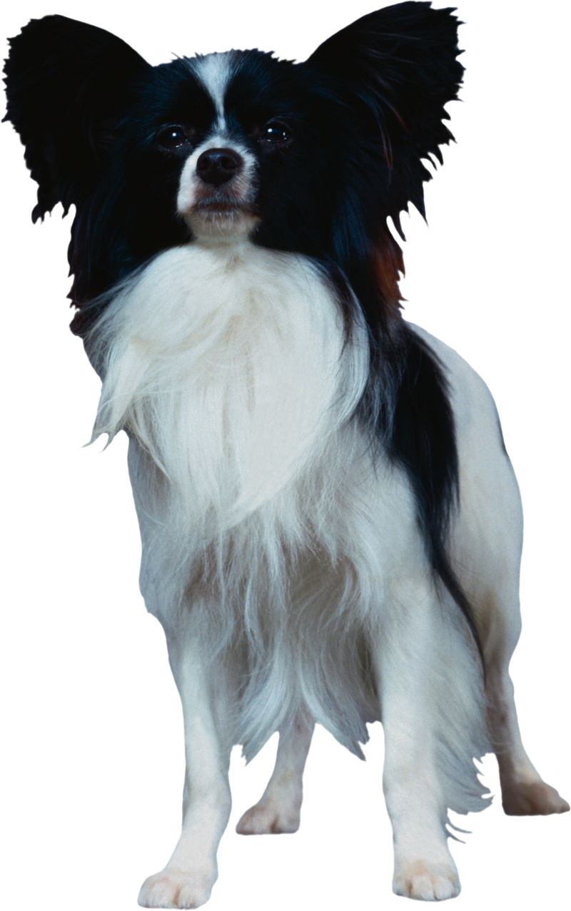 Dog Png, Download Png Image With Transparent Background, - Papillon Dog Png (800x1277), Png Download
