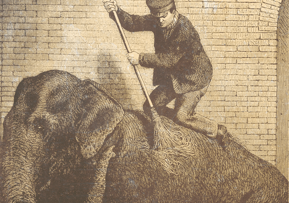 Elephant - Indian Elephant (970x682), Png Download