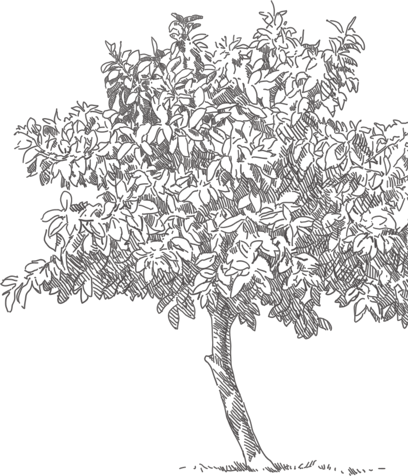 History - Gambel Oak (795x928), Png Download