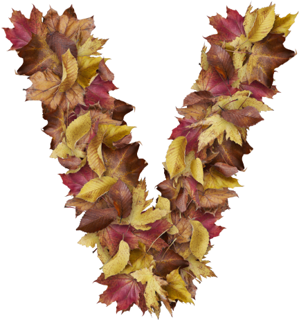 Letter V From Dry Leaves - Prince Of Wales Feathers (866x650), Png Download