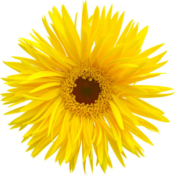 黄色菊花 - Yellow Sunflower Png (601x600), Png Download