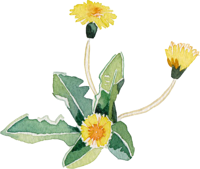 黄色菊花 - Chrysanths (655x552), Png Download