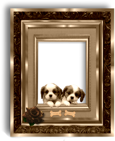 Gold, Dog, Puppy, Picture Frame - Free Transparent Photo Frame Puppy Designs (960x576), Png Download