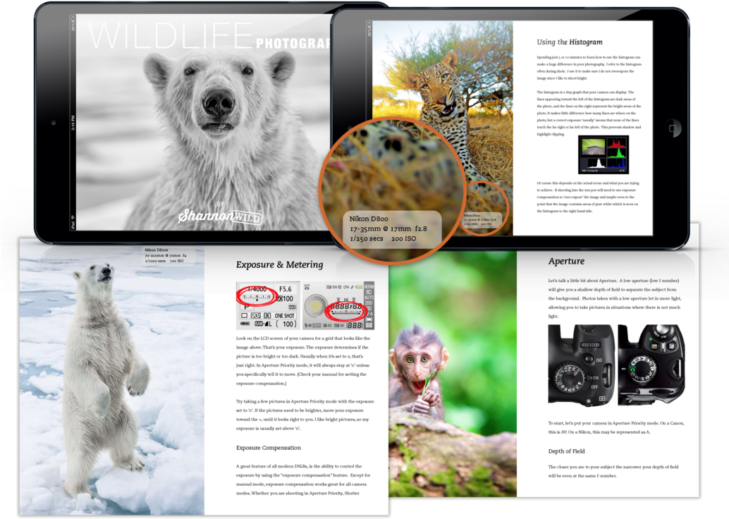 Master Wildlife Photography With My Comprehensive E-book - Grizzly Bear (1033x800), Png Download