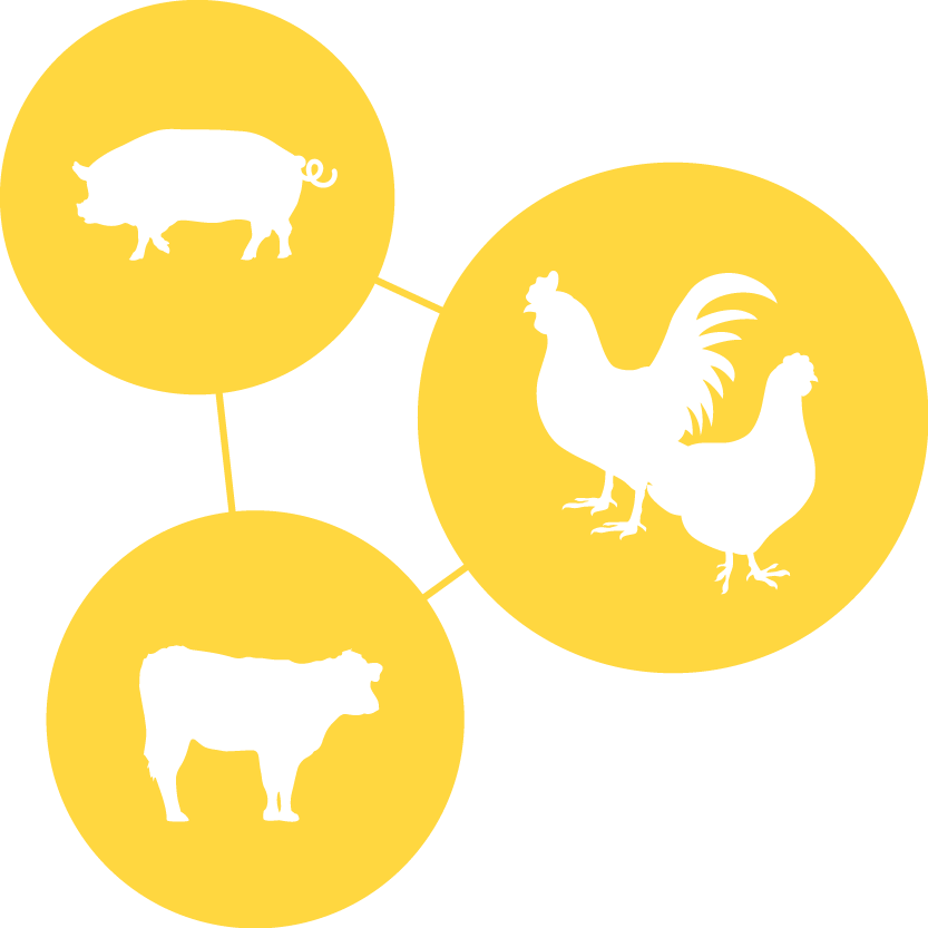 Earnings In Livestock And Poultry To Grow Their Farming - Rooster (833x833), Png Download