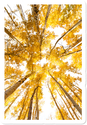 Postcard Perfect Utah $3 - Grove (650x650), Png Download