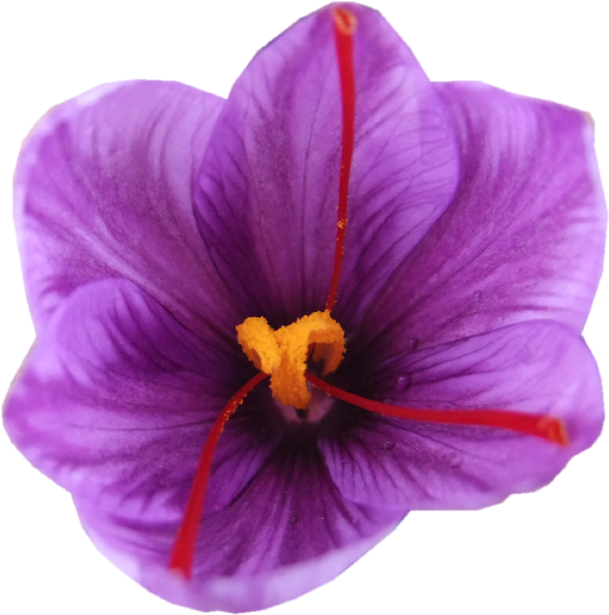 What - Snow Crocus (900x900), Png Download