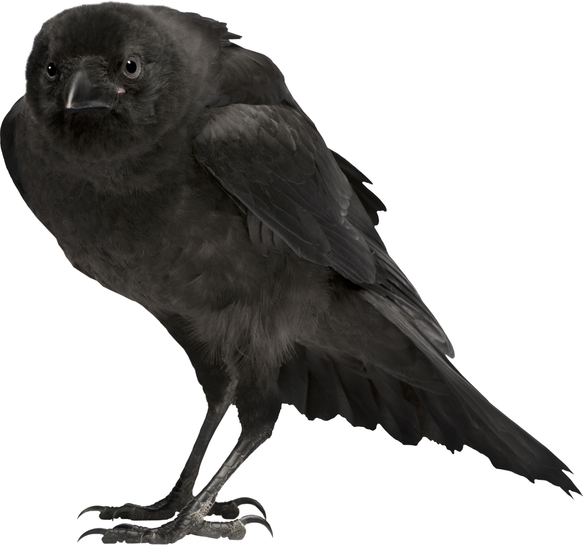 Hoztam 32 Darab Halloween-i Képet, Csak Mert Vészesen - Toy Crow (1199x1120), Png Download