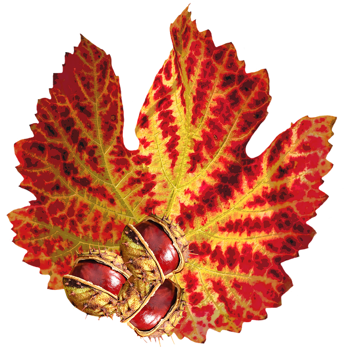Laminated Poster Chestnut Autumn Autumn Leaf Png Nature - Chestnut Transparent (960x720), Png Download