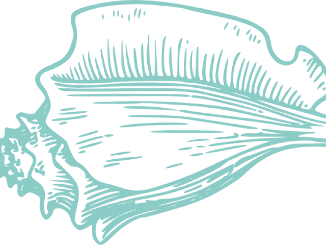 Clip Art Conch Shell Png (640x480), Png Download
