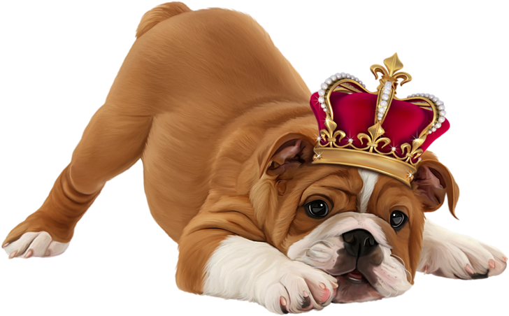 Share This Image - Dog With Crown Transparent (800x554), Png Download