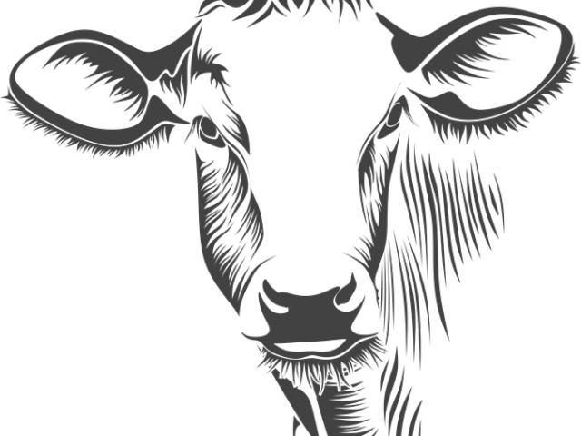 Drawn Meat Cartoon Cow - Cow Face On Canvas (640x480), Png Download