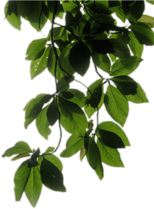 Transparent Background Vine Png (540x720), Png Download