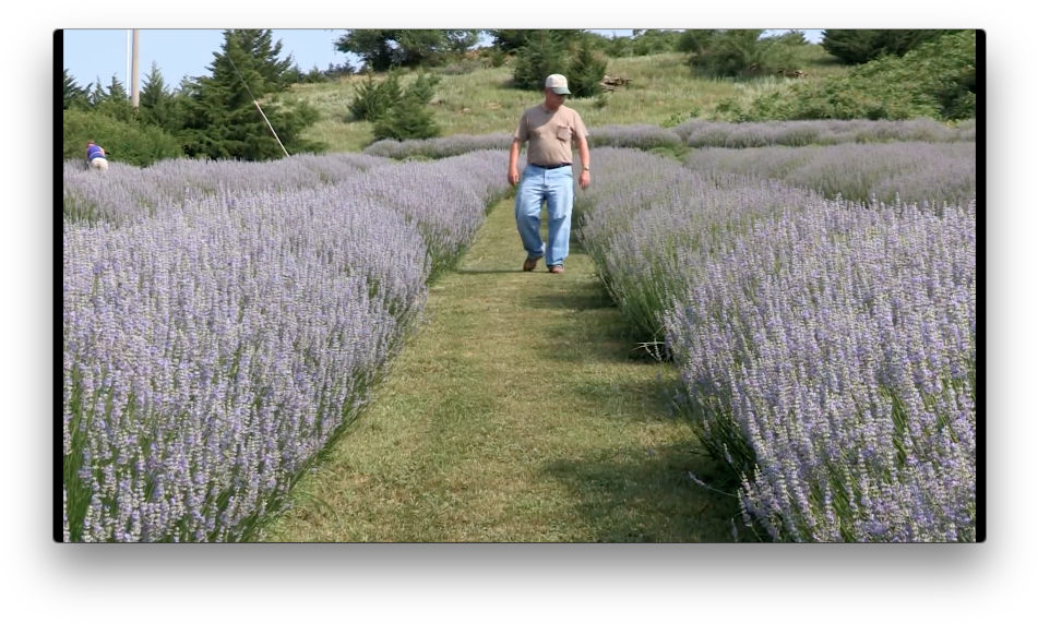 The Poetics Of Space - English Lavender (966x582), Png Download