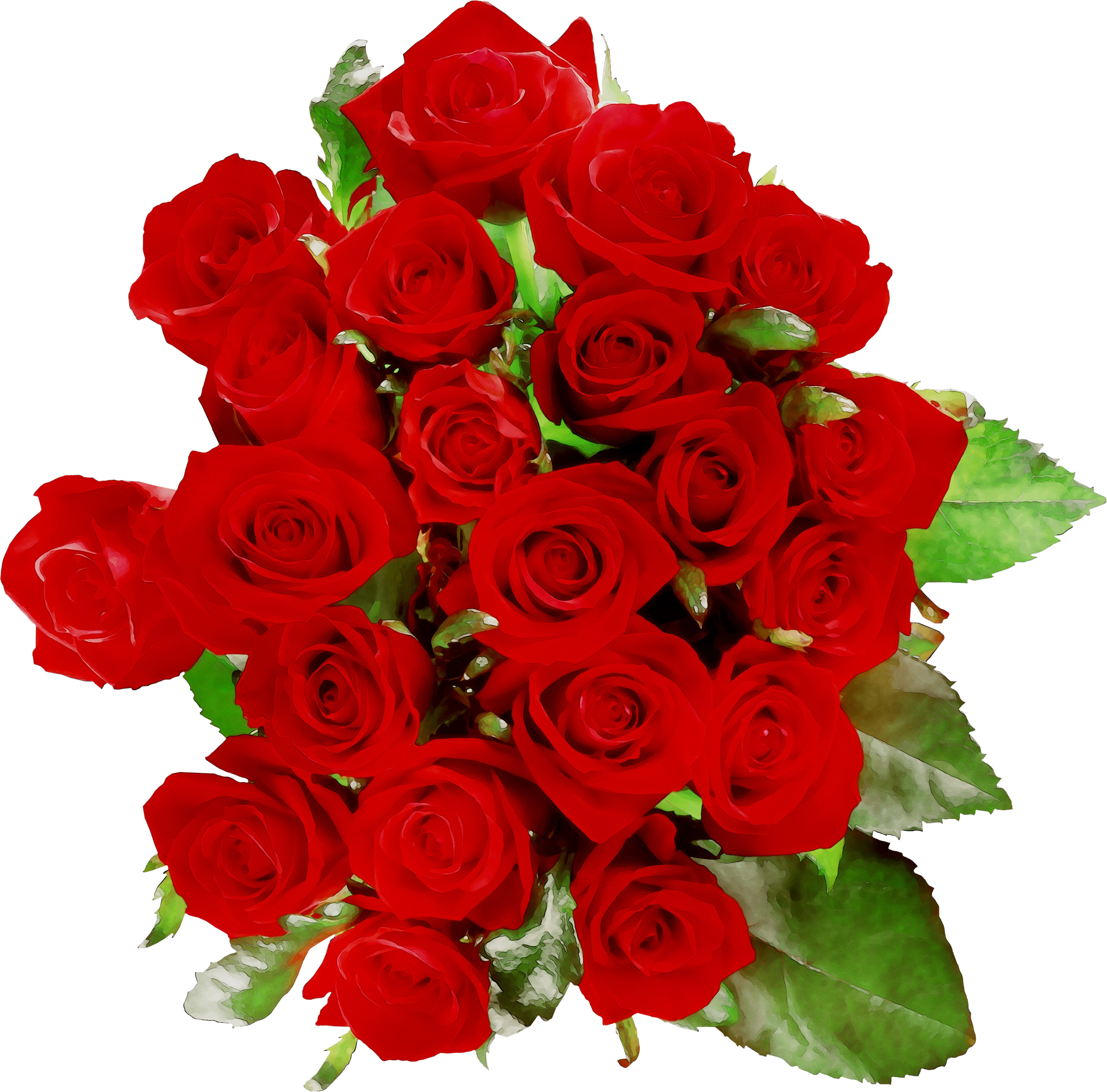 8dx Wa16 Quirkeee Roses Floribunda Cafe Garden Clipart - Floribunda (3150x3108), Png Download