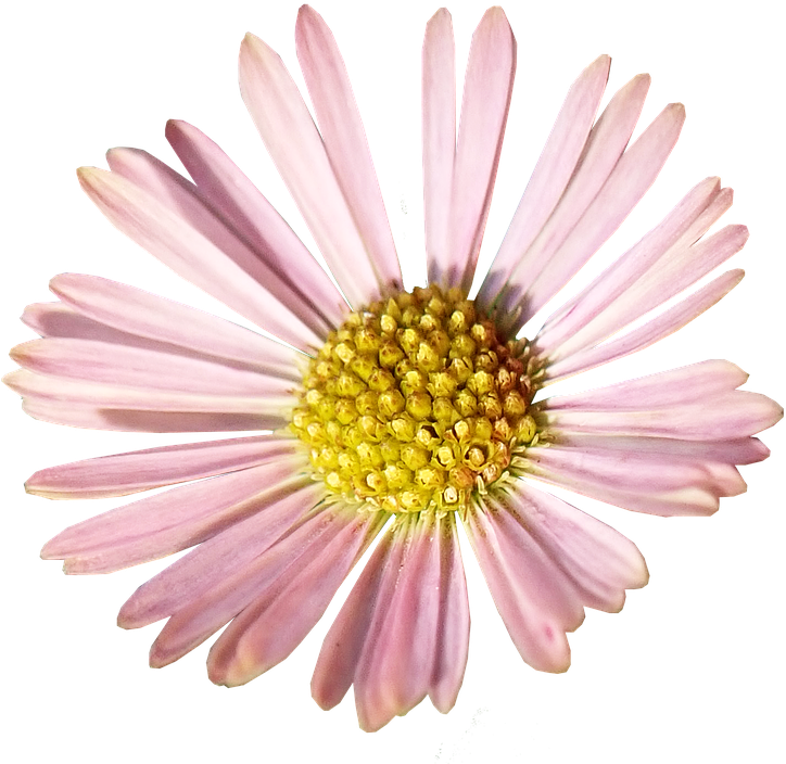 Daisy, Pink, Flower, Garden, Nature - African Daisy (736x720), Png Download