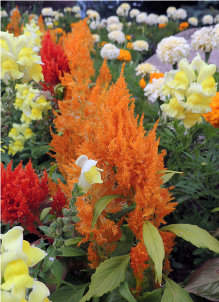Flower Garden Of The Stanley Hotel In Estes Park, Co - Prince Of Wales Feathers (600x600), Png Download
