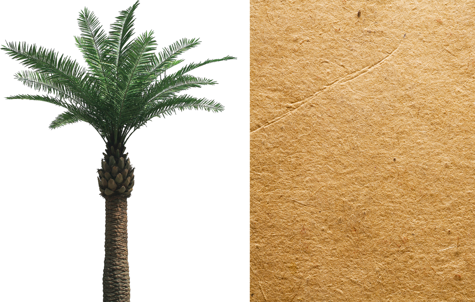 Palm Tree Cut Out - Date Palm Png (1600x1018), Png Download