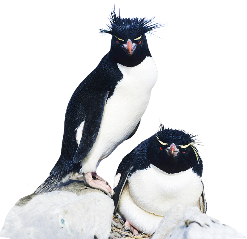 Rockhopper Penguin Clipart - Rockhopper Penguin Clip Art (827x800), Png Download