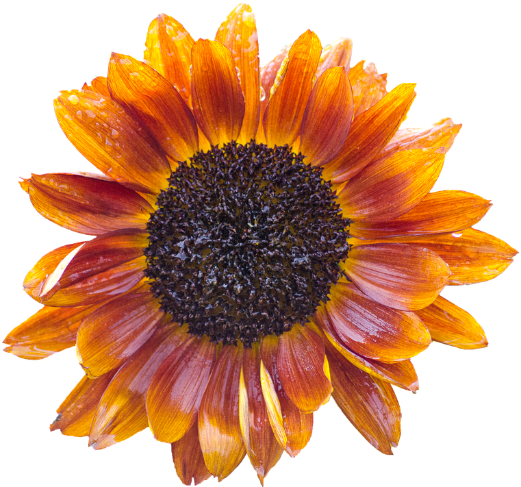 Sun Flower, Blossom, Bloom, Summer, Flower, Plant - Sunflower Orange (781x720), Png Download
