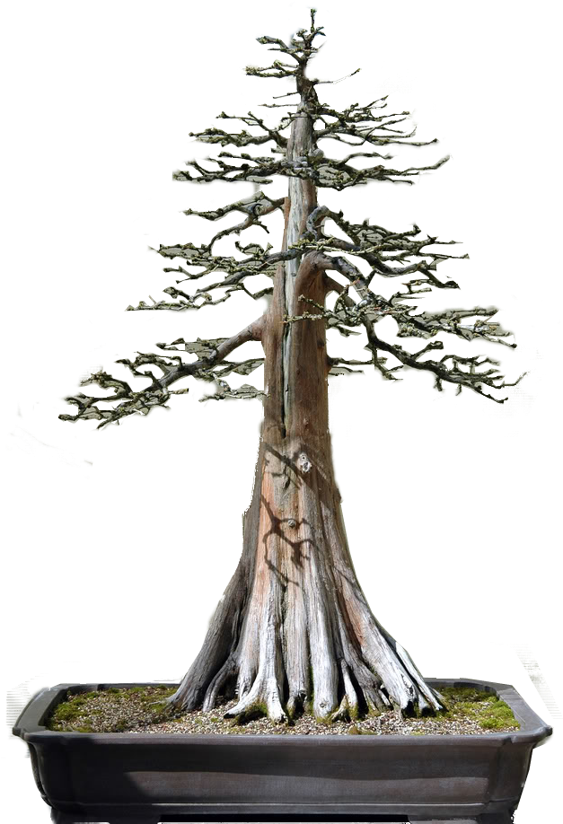 Bald Cypress Bonsai (681x1024), Png Download