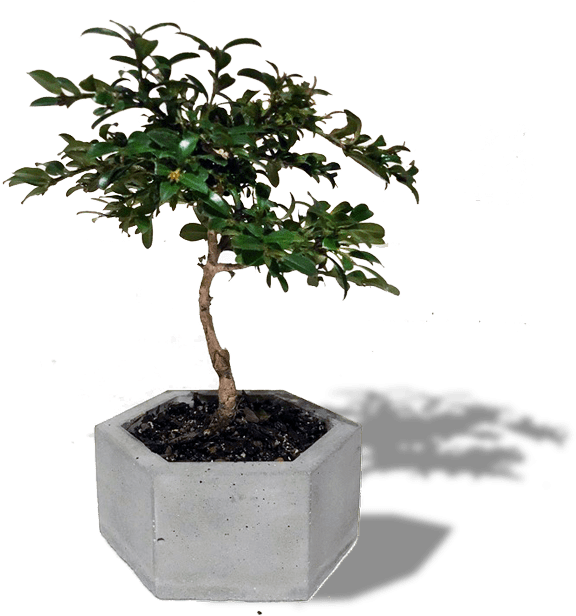 Choosing A Bonsai Pot For Your Tree Empire - Sageretia Theezans (600x633), Png Download