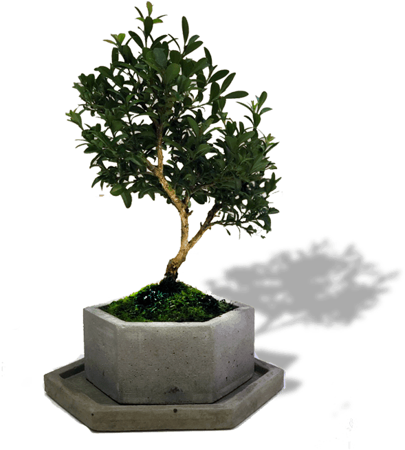 Bird's Bonsai Mini - Sageretia Theezans (600x800), Png Download