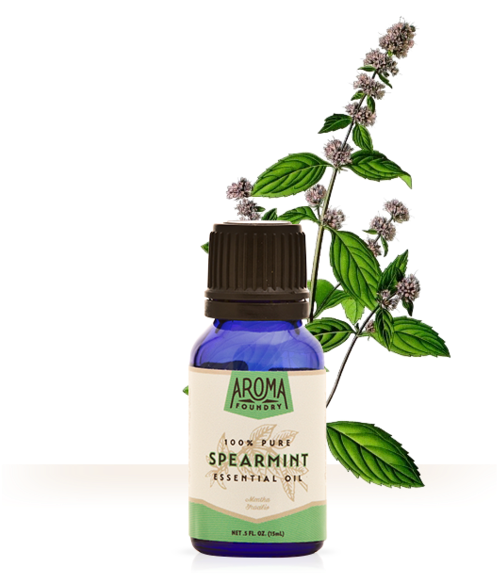 Pennyroyal Mint Look Like (559x600), Png Download