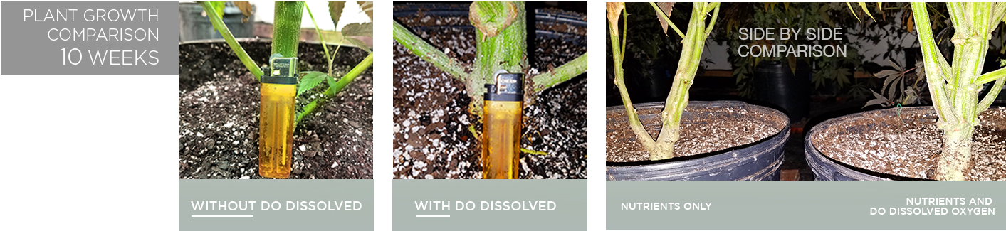 Bud Growth Dissolved Oxygen 2 Results Directoutput - Swamp Birch (1460x369), Png Download