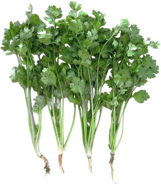 Coriander Slow Bolting Green Paradise - Coriander Plant Png (520x607), Png Download
