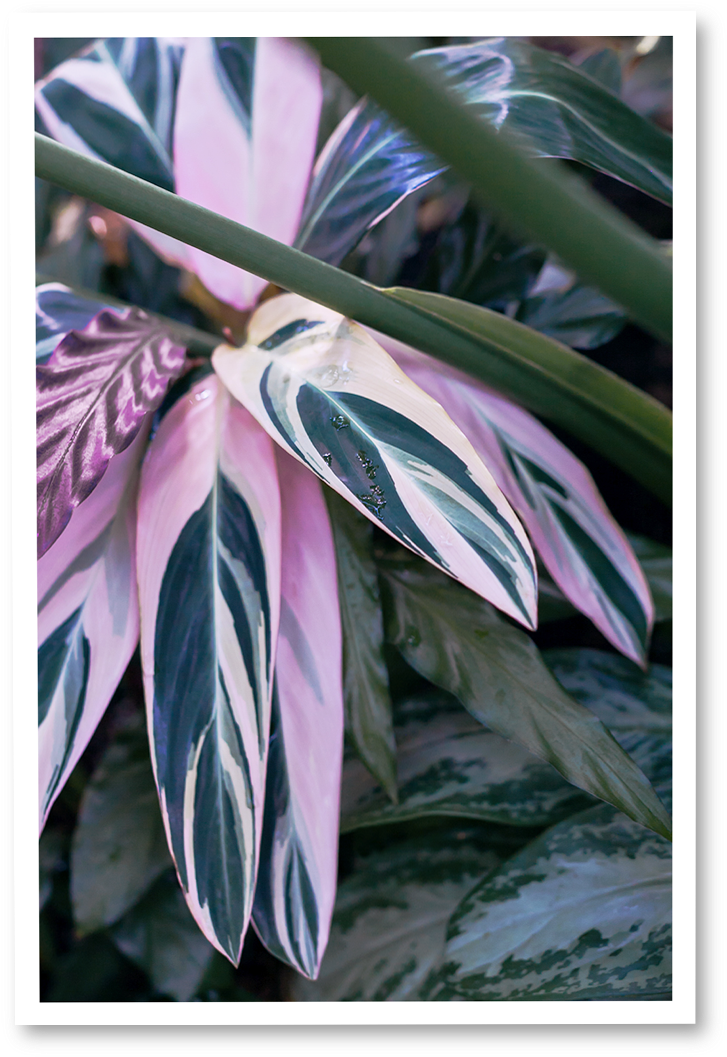 Green Day ~ N° - Arrowroot Family (1134x1134), Png Download