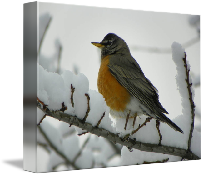 Download Png Image Report - Robin (650x560), Png Download