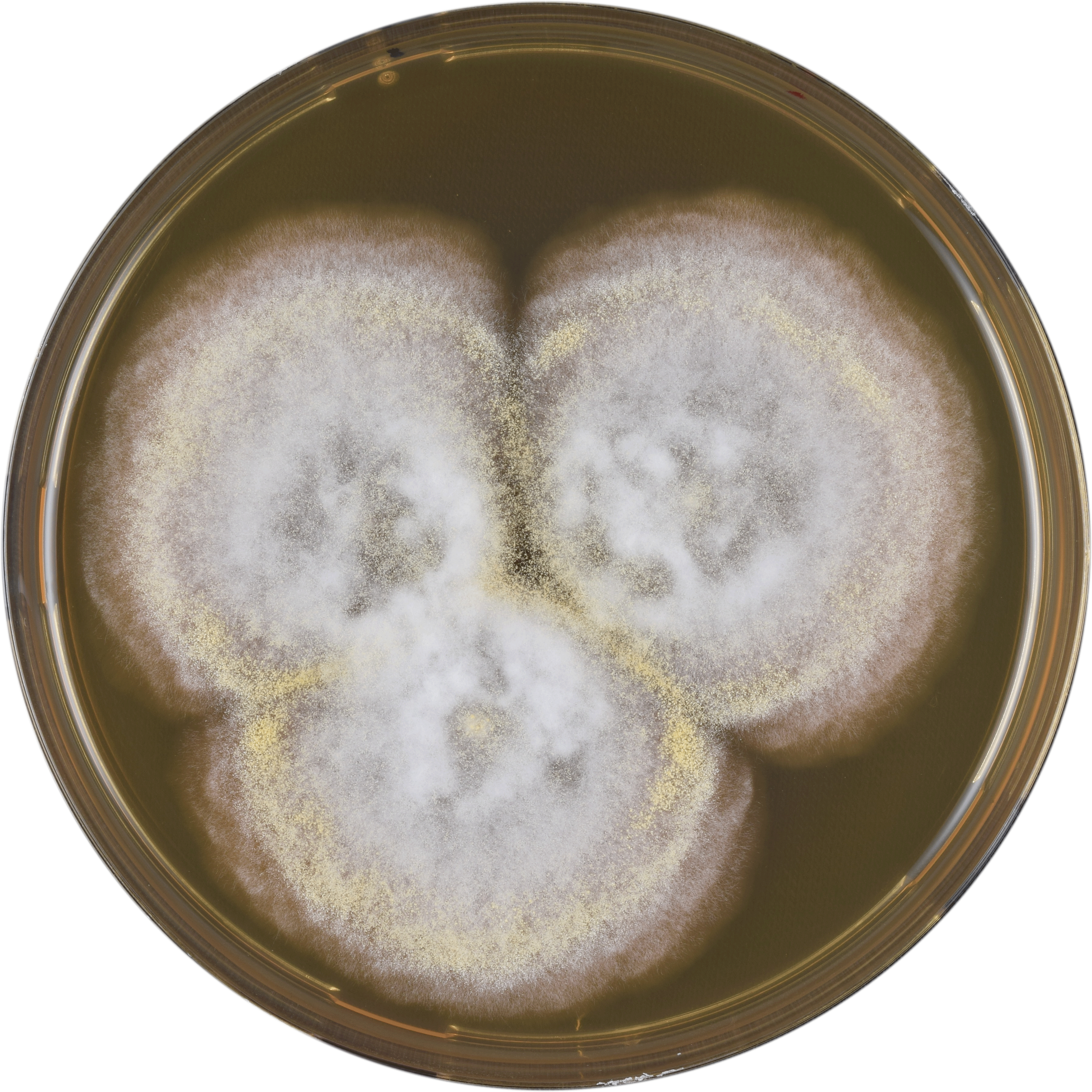Aspergillus Coremiiformis Meaox - Dish (3586x3586), Png Download