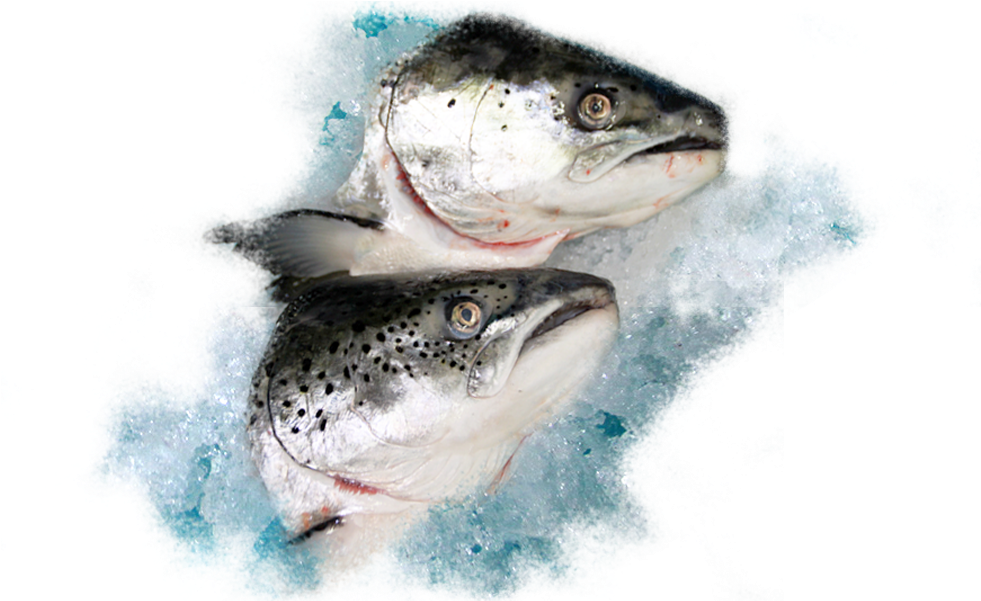 Salmon Head >400g - Great White Shark (1150x600), Png Download