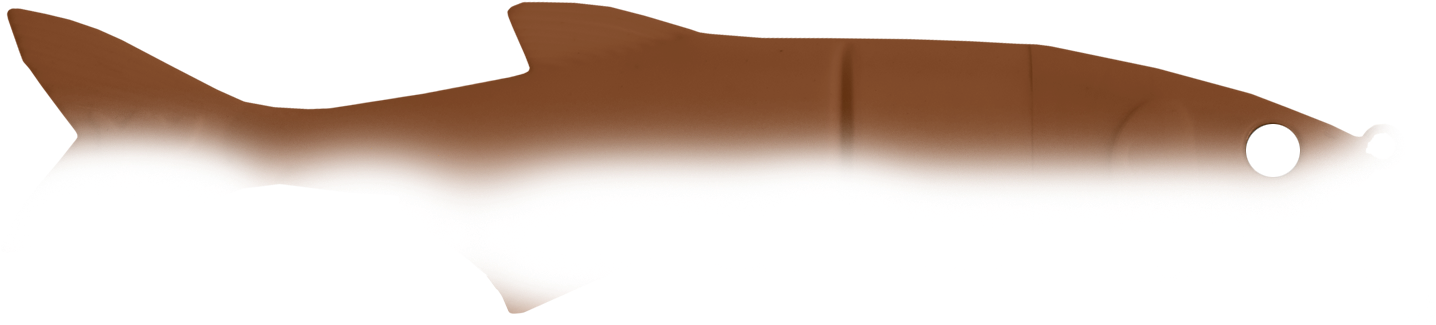 Streifen Oben Halb Braun - Cartilaginous Fish (1550x575), Png Download