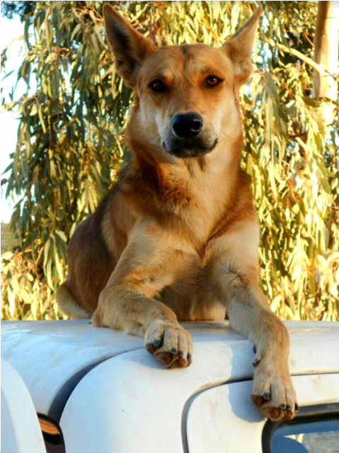 Donate To Petrescue - Korean Jindo Dog (638x638), Png Download
