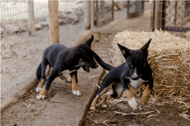 Donate To Petrescue - Companion Dog (638x638), Png Download