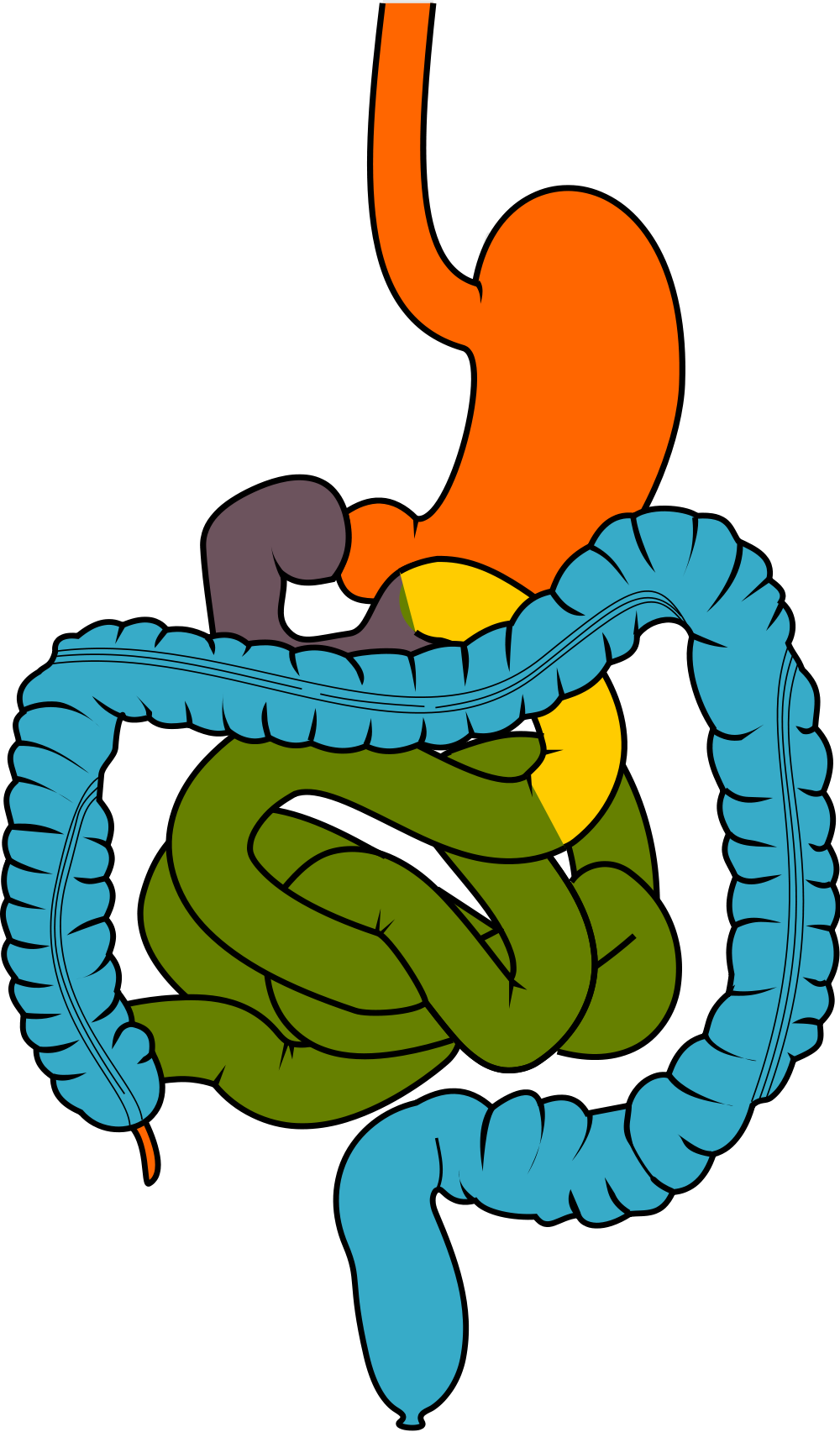 Large Bowel - Gastrointestinal Clipart (1000x1705), Png Download