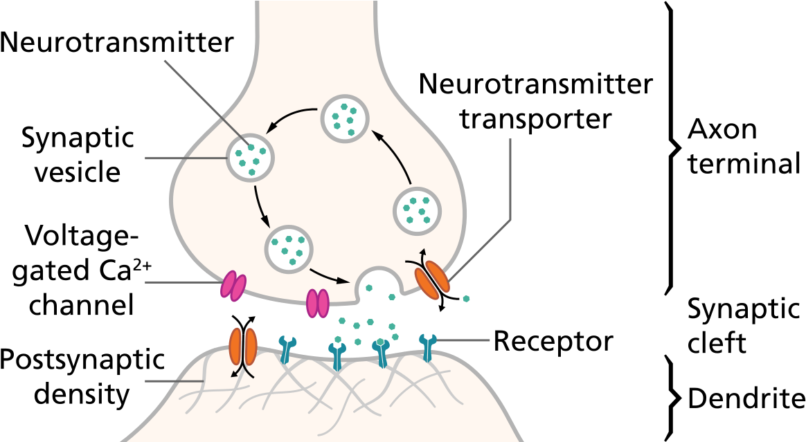 Png Library Stock The Ultimate Guide To Neurotransmitters - Synapse Neurotransmitter (800x426), Png Download