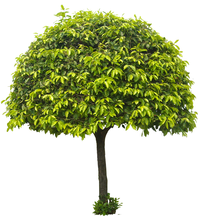 Discover Ideas About Tree Cut Out - Tree Png For Architect (832x899), Png Download
