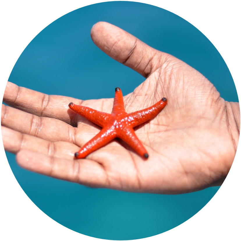 Starfish (1650x1096), Png Download