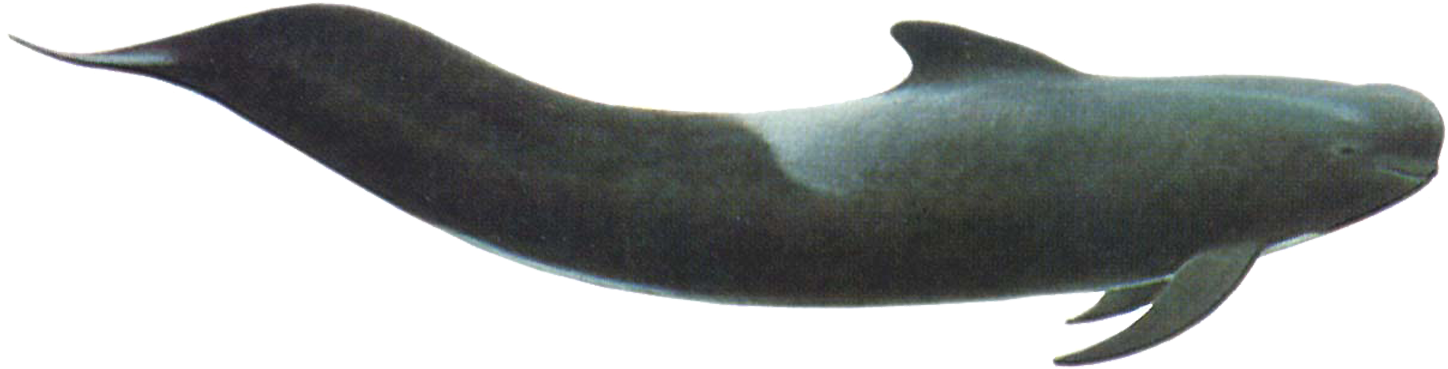 Short Finned Pilot Whale - Short Finned Pilot Whale Png (1500x420), Png Download