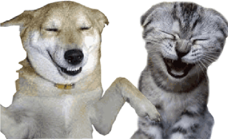Laughing Cat Gif - Cat (800x524), Png Download