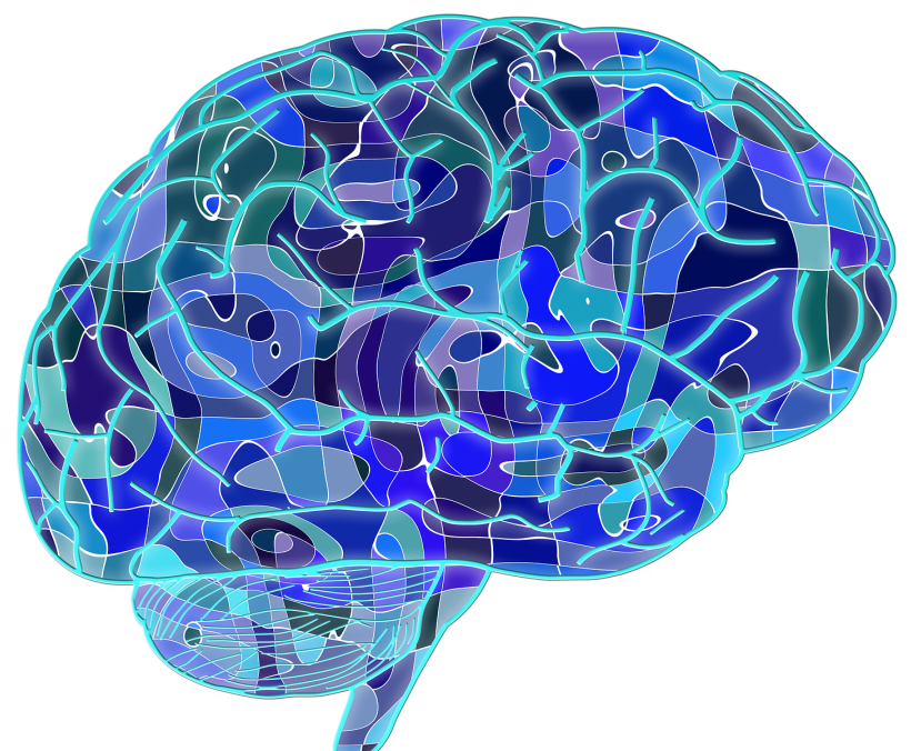 Cerebro Azul - Brain Neuroscience (1080x675), Png Download