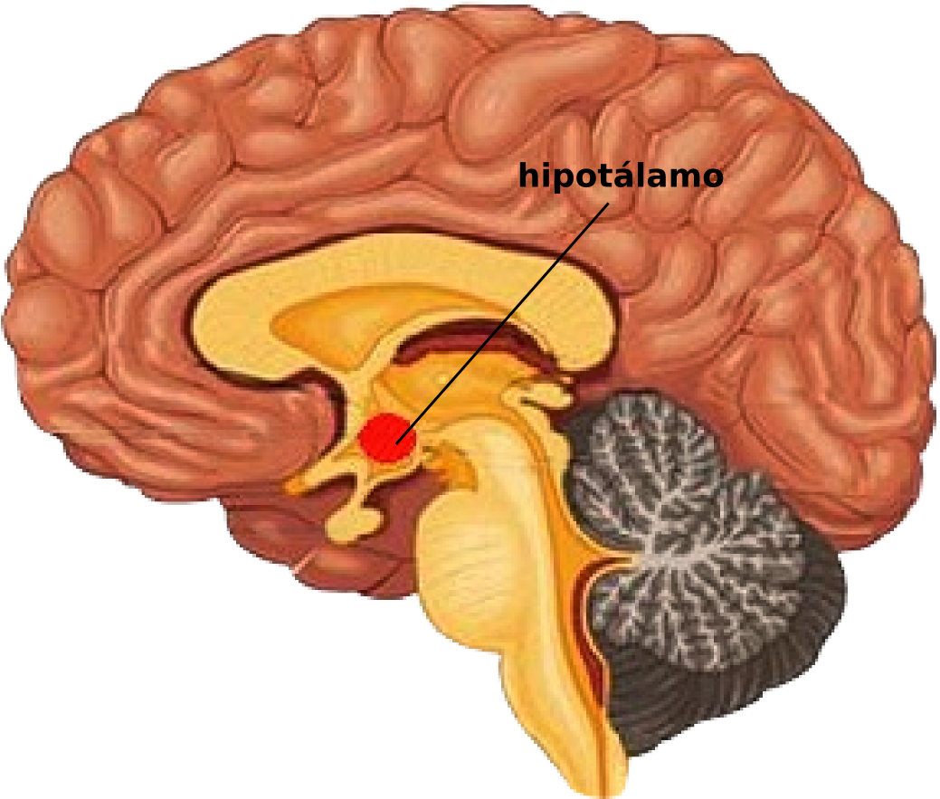 Hipotalamo - Pgo Waves Rem Sleep (1045x900), Png Download