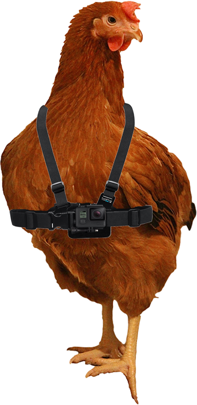 12 - Turkey (800x1494), Png Download