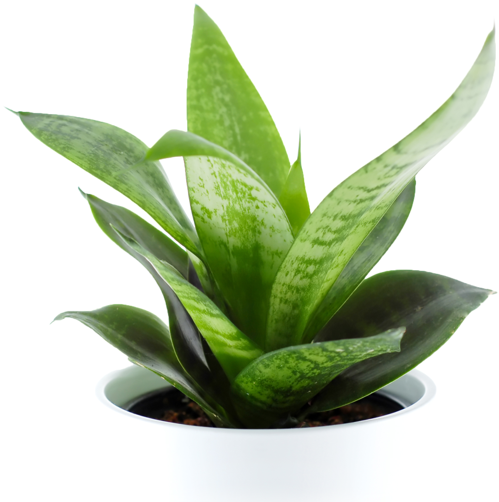Indoor Plant Png - ต้นไม้ ที่ ปลูก ใน ห้อง นอน ได้ (3008x2000), Png Download