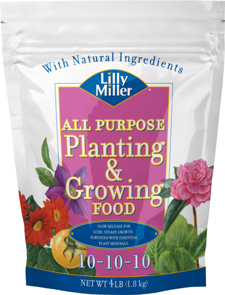 English Marigold (1000x1000), Png Download