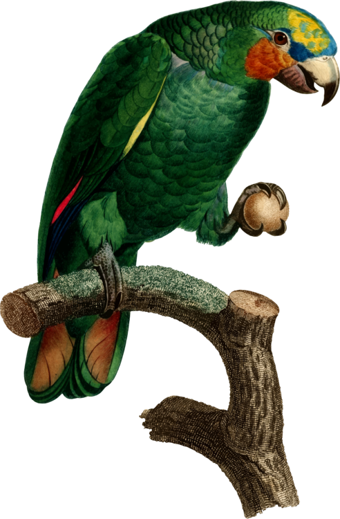 All Photo Png Clipart - Parrot (492x750), Png Download