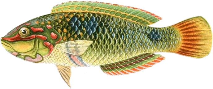 Goldenfish Sticker - Fish (1024x401), Png Download